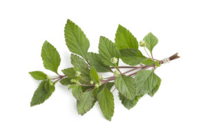 Lippia Dulcis (Aztec sweet herb) 