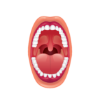 vector illustration of open mouth showing healthy tonsils
